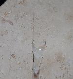Hibolithes sp. (MONTFORT 1808) & Becherschwamm indet. - Bild &copy; FossNet FossilienStore